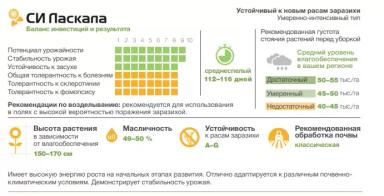 СИ Ласкала - гибрид подсолнечника ( Helianthus annuus L.).