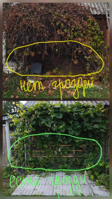 Опыт осенней омолаживающей обрезки винограда методом "на обратный рост"