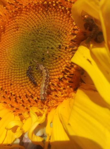 Хлопковая совка и луговой мотылек