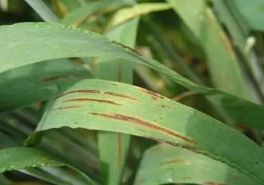 Полосатая пятнистость ячменя