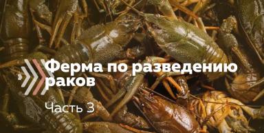 Как организовать ферму по разведению пресноводных раков. Часть 3