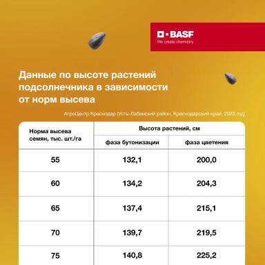 Рост и развитие подсолнечника в зависимости от норм высева