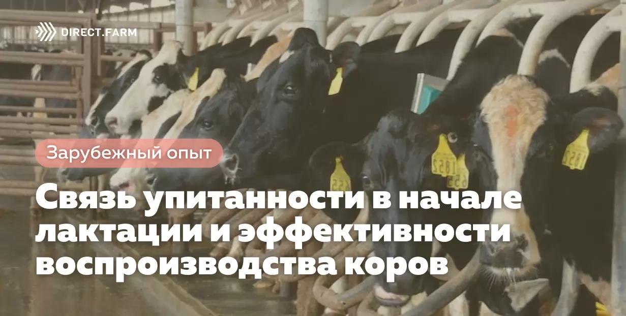 Связь упитанности в начале лактации и эффективности воспроизводства коров