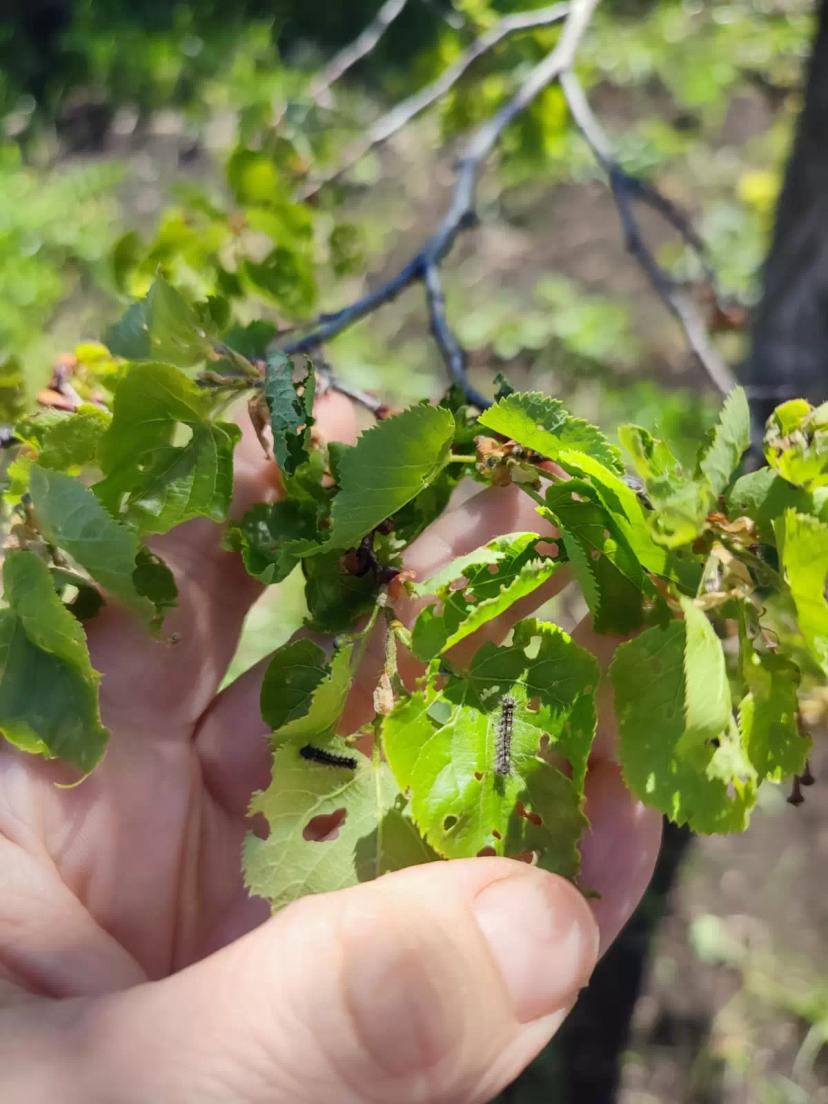 Непарный шелкопряд доедает липу.