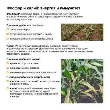 Что нужно знать, чтобы получить максимальный урожай?