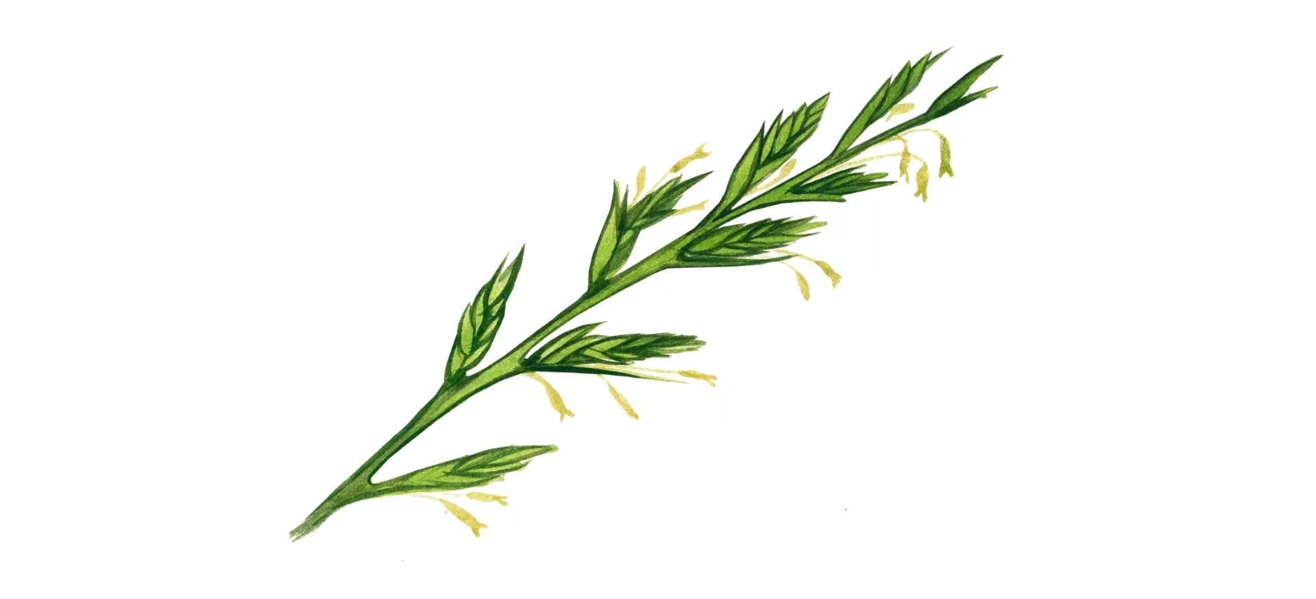 Плевел опьяняющий