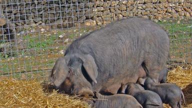 Майоркская черная – порода свиней