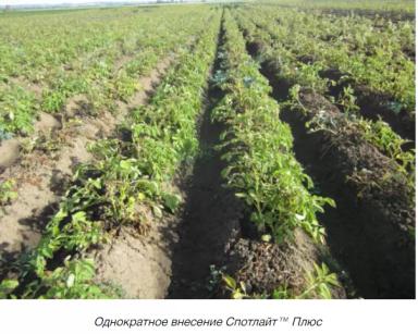 Спотлайт™ Плюс – опыт десикации картофеля