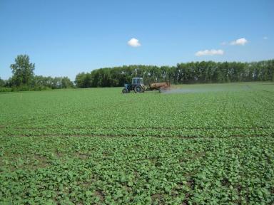 Применение инсектицидного протравителя Контадор Макси на рапсе