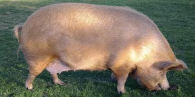 Уржумская – порода свиней