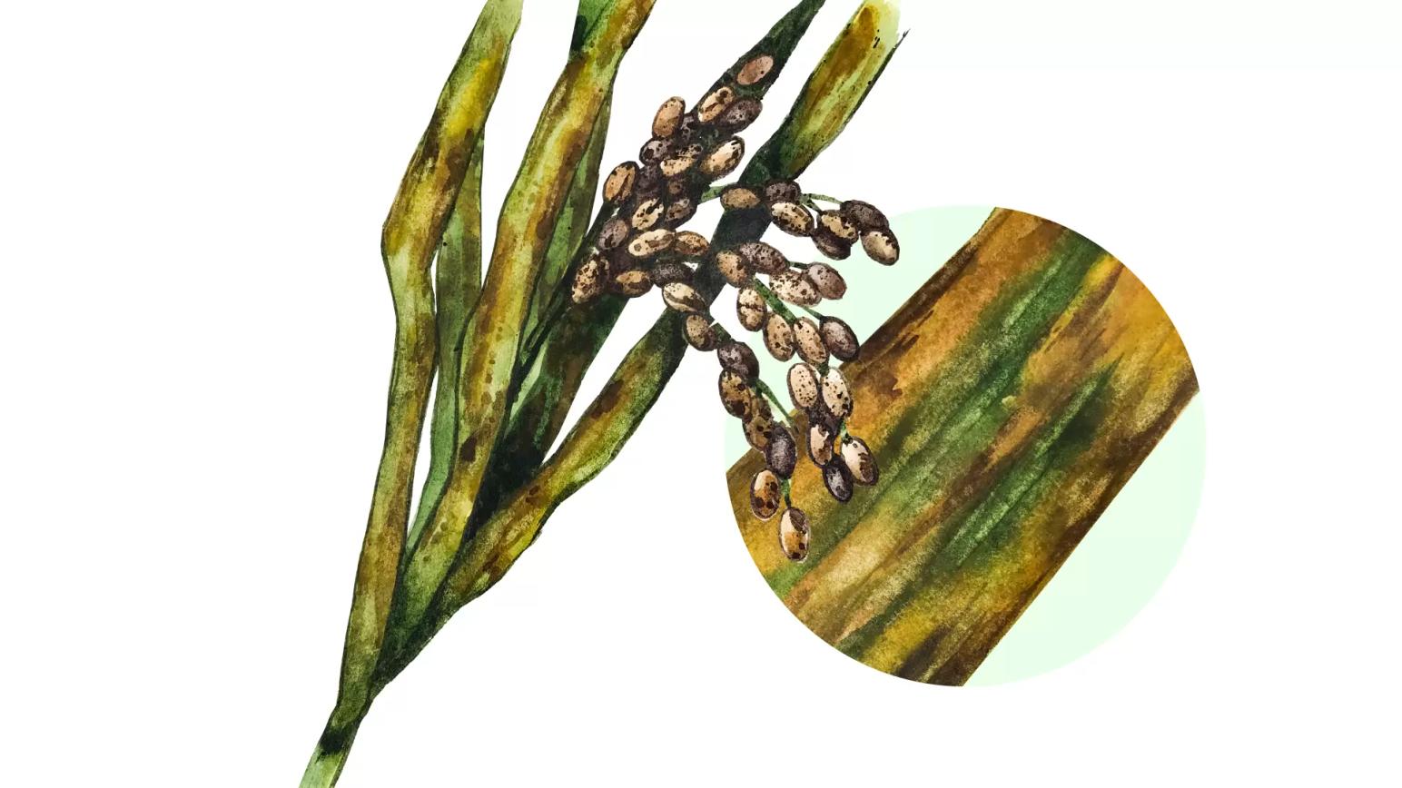 Септориоз риса