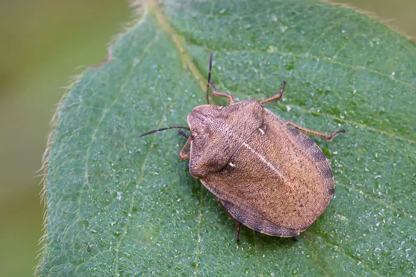 Обработку сельхозземель усилят в России из-за саранчи и клопов