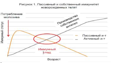 Новорожденные телята – иммунный статус и влияние молозива
