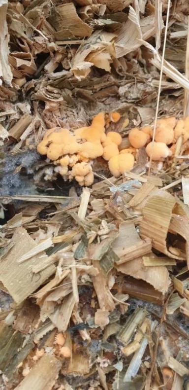 Почему в силосе растут грибы?