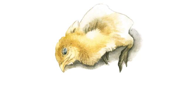 Колибактериоз птицы (колисептицемия)