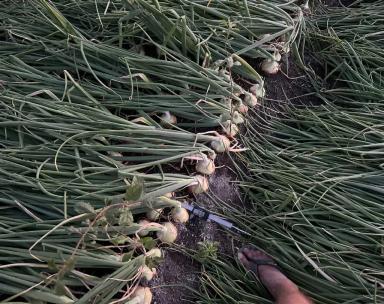 Фуролан как элиситор