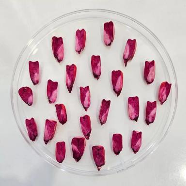 Оценка жизнеспособности семян