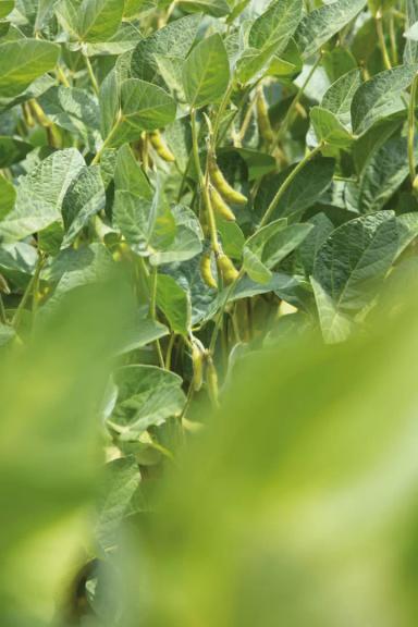 Альбенга (ALBENGA) сорт сои