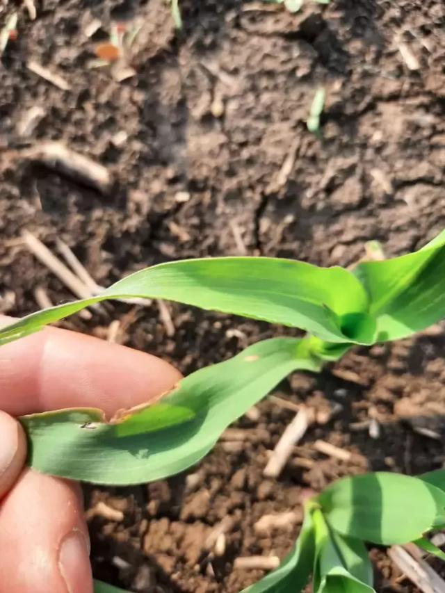 Из-за чего поражения на листьях кукурузы?