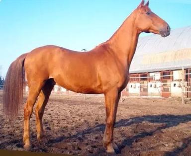 Иомудская порода лошадей