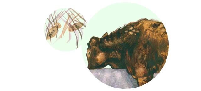 Бовиколез жвачных 