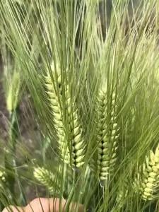 Озимый ячмень сорт Сельхоз 100