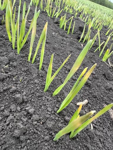 Здравствуйте, подскажите что так повлияло на всходы пивоваренного ячменя?