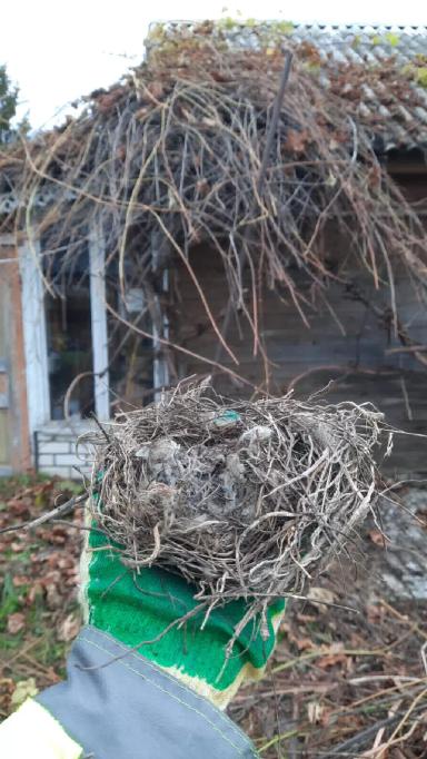 Опыт осенней омолаживающей обрезки винограда методом "на обратный рост"