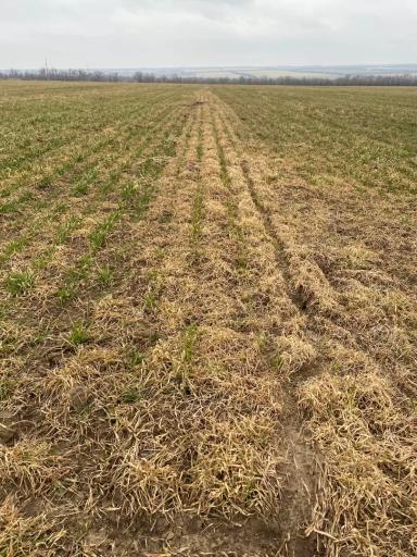 Эффективность осенней обработки посевов озимой пшеницы гербицидом Паллас КА