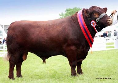 Линкольнская красная порода коров