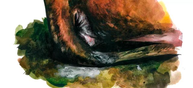 Эндометрит у коров