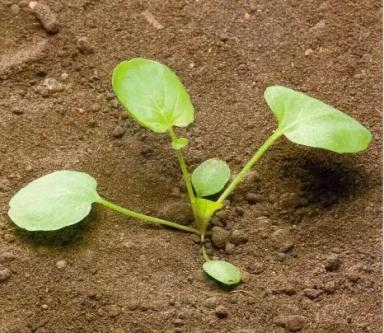 Сурепка обыкновенная