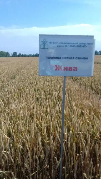 Жива сорт мягкой озимой пшеницы