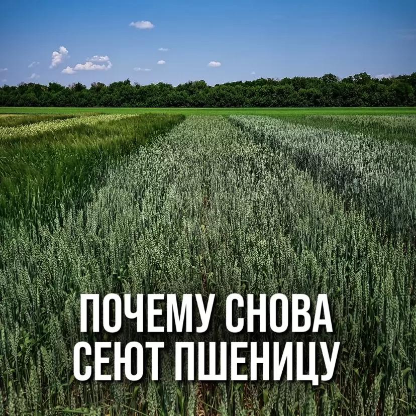 "ПОЧЕМУ ВСЕ ПРОДОЛЖАЮТ СЕЯТЬ ПШЕНИЦУ?"
