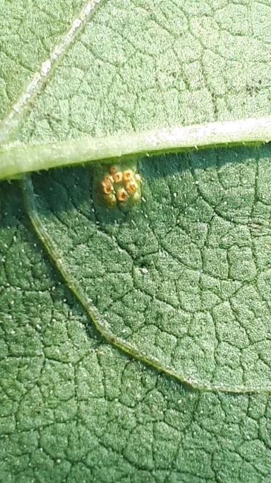 Ржавчина подсолнечника – фунгициды