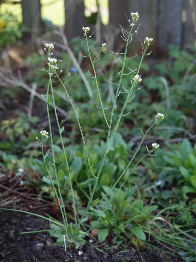 Резушка Таля