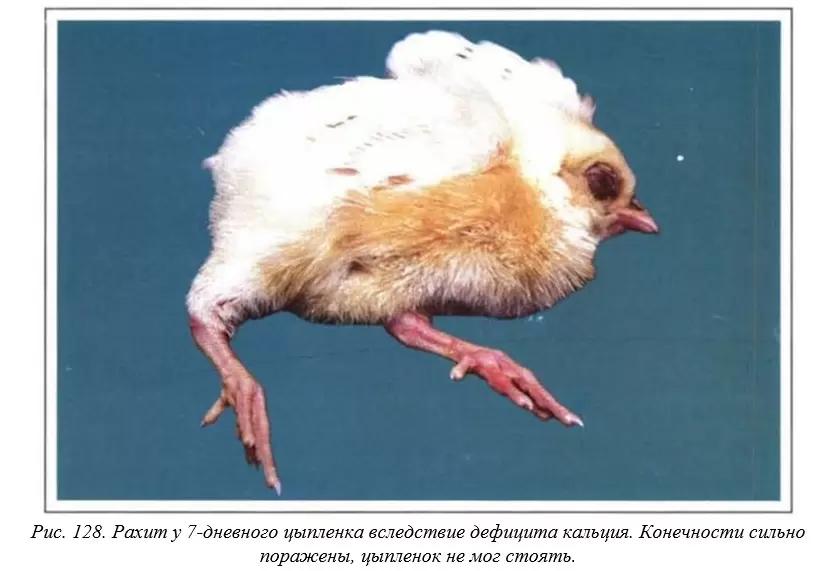 Вегад - Атлас болезней птицы. Ч. 26. Рахит