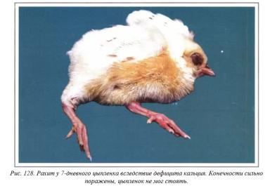 Вегад - Атлас болезней птицы. Ч. 26. Рахит