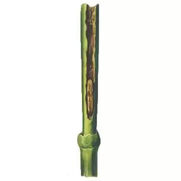 Зеленоглазка