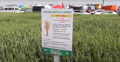 Новые сорта озимой пшеницы АНЦ "Донской"