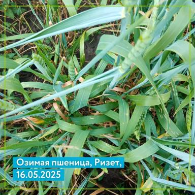 Ризет, КС на озимой пшенице: результаты полевого опыта