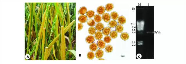 Желтая ржавчина