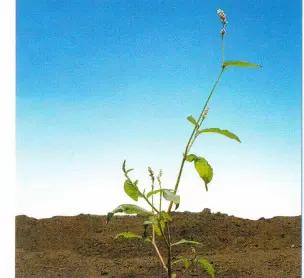 Горец почечуйный