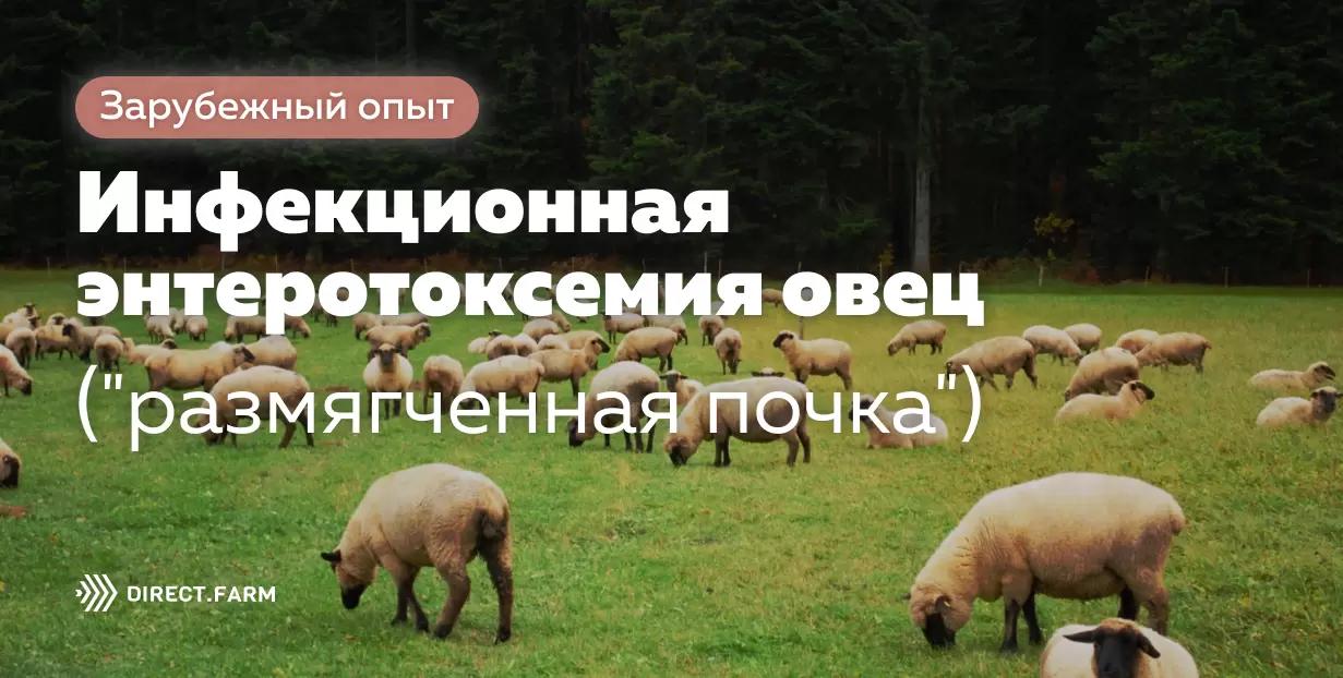Инфекционная энтеротоксемия овец (“размягченная почка”)