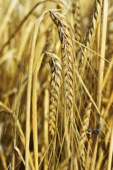 Маргрет (MARGRET)