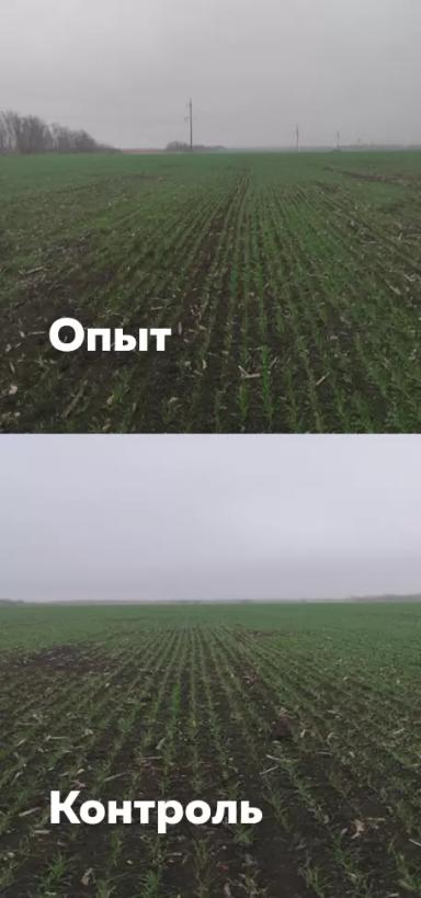 Эффективность внесения безводного аммиака. Первые результаты!