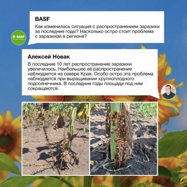 Заразиха в Краснодарском крае