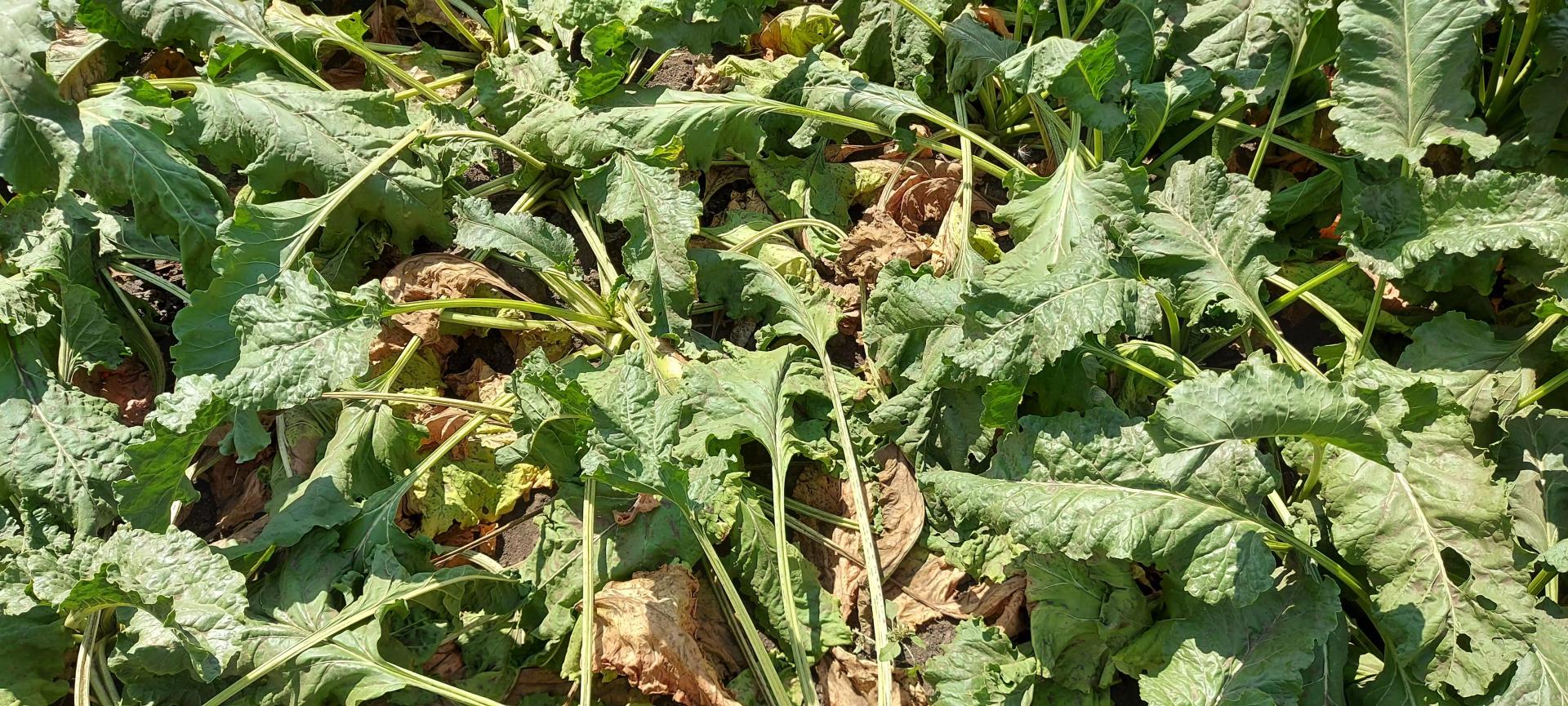 новости с полей