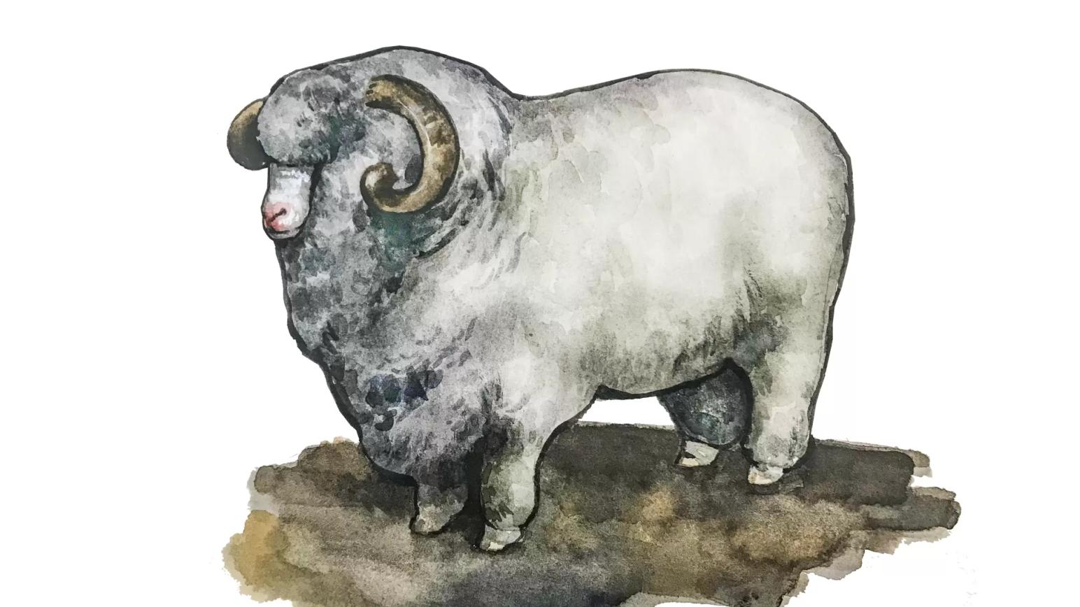 Алтайская порода овец