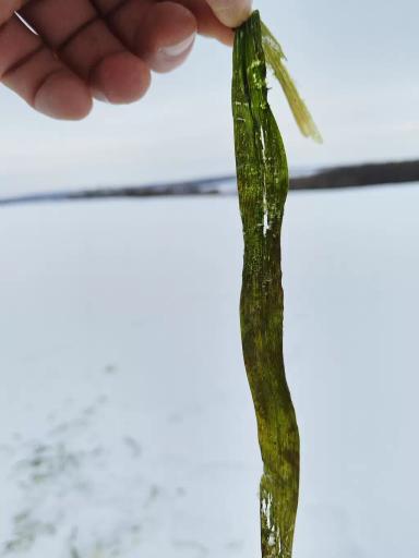 Перезимовка озимых